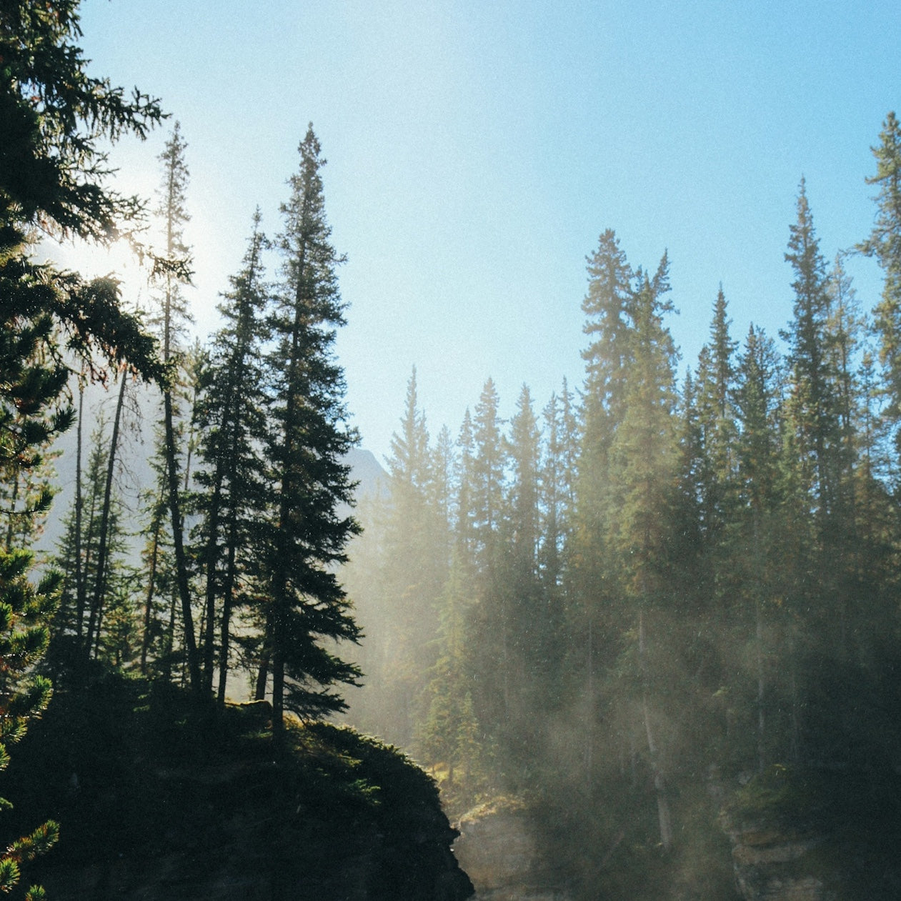 Misty forest with tall pine trees and sunlight filtering through the trees.